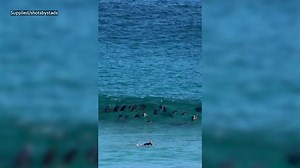 Footage of 30 dolphins surfing wave stuns Aussies