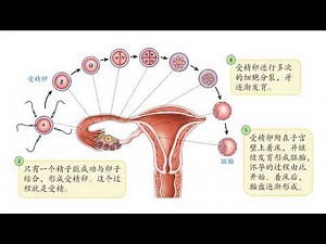 六年级2022科学 单元2 人类的繁殖