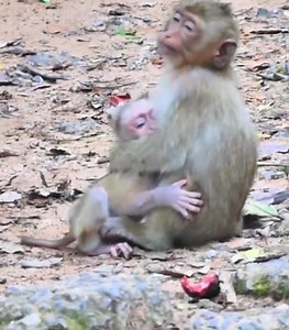 Funny! Strong baby, he feels angry with milk #cutemonkey | Cute Monkey