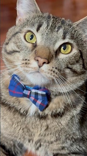 Funny Cats Doing the Cutest Things Ever! 😻 Cute Cat Video You Can't Stop Watching #catshorts