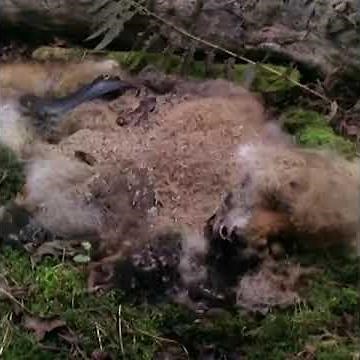 Decomposition of a fox carcass -
