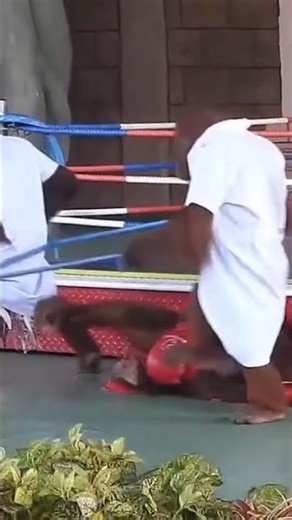 orangutan boxing #animals funny