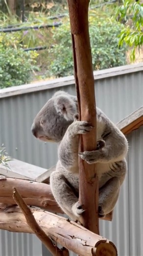 Sit First, Food Later! 😂🐨🌿
