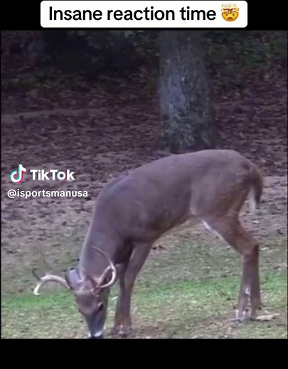 Want to see more crazy clips like this? Click the link in our bio and subscribe to our newsletter for more! [Video courtesy of undersixfeets on X] #fyp #huntingtiktok #hunttok #hunt #huntingtok #bigbuck #deerseason #whitetail #whitetaildeer #hunting