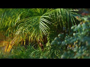 Springs Embrace Motion Background 12 | Visual Church