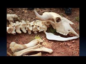 Forensic Anthropometry (Osteometry)