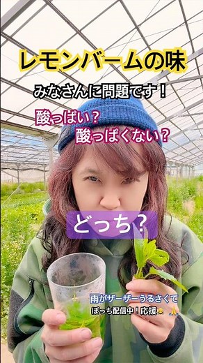 ミントの一種レモンバームの味は？酸っぱいか？酸っぱくないか？ #ハーブ番長 #ハーブ農家 #作業着女子 #食べる