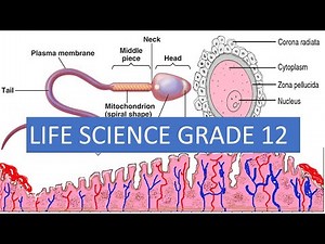 Grade 12 Life Sciences [HUMAN REPRODUCATION , STRUCTURE OF THE SPERM, OVUM] MENSTRUAL CYCLE M.SAIDI
