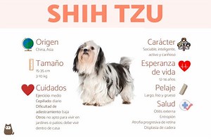 PERRO SHIH TZU - Características, carácter y cuidados (con FOTOS)