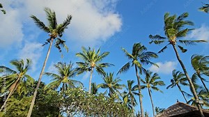Tall Palm Trees Waving Against Blue Sky In Tropical Resort Of Bali, Indonesia. Low Angle Shot