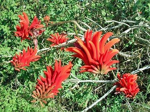 Erythrina Indica | Indian Coral Tree | 5 Seeds - Etsy