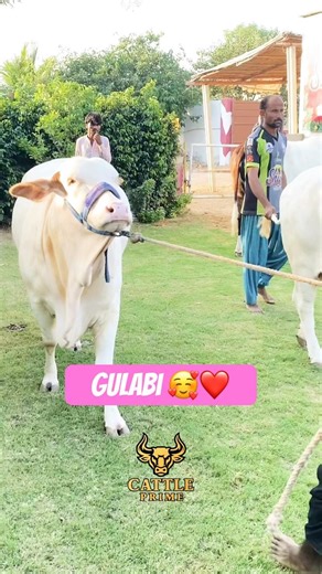 Karachi Cow Mandi | Shan Cattle Farm #short #shorts #ytshorts #shortvideo #shortsfeed #cow