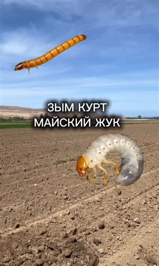 Өхккд Кыргыз Республикасы on Instagram: "Картошка өстүрүүдө эң кооптуу зыянкечтердин бири — майский жуктун личинкалары жана зым курттар. Бул зыянкечтер жер алдынан картошканын түбүн, тамырларын кемирип, түшүмдү кыйратат. Аларга каршы алдын ала жана вегетация учурунда дарылап туруу — түшүмдү сактап калуунун эң негизги жолу. 1. Туура урукту дарылоо — түшүмдүн коргоо калыбы Имидоклоприд (100 г – 2 пакет) 👉 1 тонна уруктук картошка үчүн 30–40 литр сууга эритилет. 👉 Картошканы отургуз