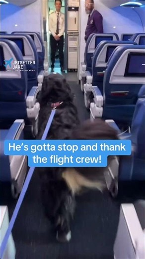 This Dog Had One Last Stop Before Leaving the Plane 🐶✈️