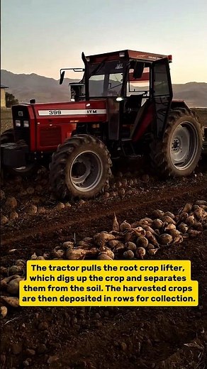 Root Crop Harvesting: Tractor and Harvester in Action!