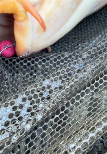 Fishing Success in French Canals for Europe 3.0