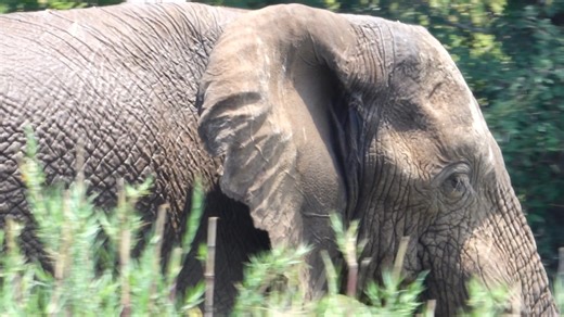 30K views · 1.1K reactions | Watch as this majestic Elephant moves through the bush in Kruger National Park, South Africa. #amazing #wildlife #safari #animals #nature | Wildest Kruger Sightings | Facebook
