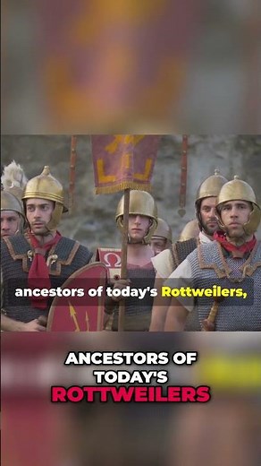 The Surprising History of Rottweilers