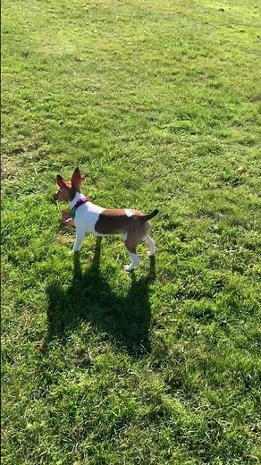 The mini rat terrier | Playing jumping jack | Rat Terrier's Life