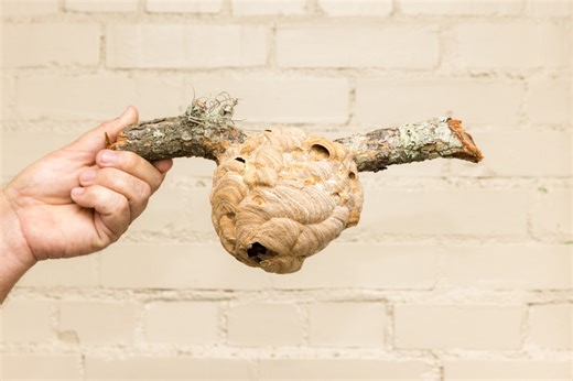 Georgia Dept. of Agriculture issues warning of invasive, destructive hornets