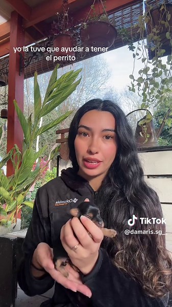 Nacimiento de cachorros Yorkshire 🐶🐾