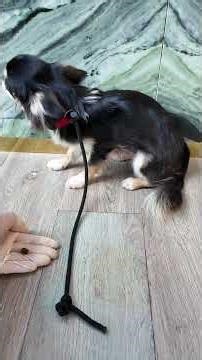 Seven Scared Chihuahuas Facing the World Ep129