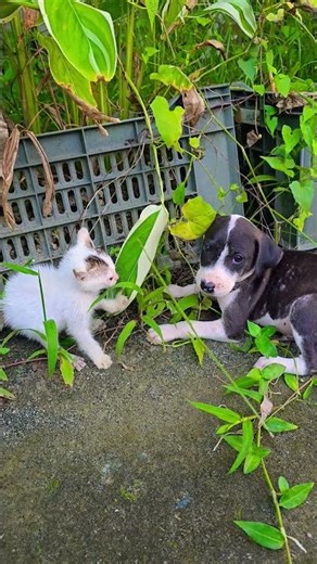 kitten vs puppy #cute