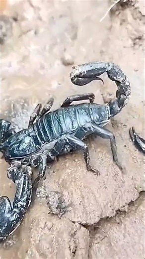 Scorpion Defends Her Babies #shortvideo #scorpion #wildlife