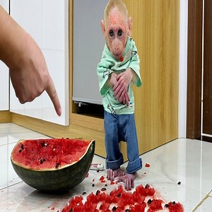 9.4K views · 45 reactions | Baby Monkey Jic Jic went out to play with the ducklings and snuck watermelons at home. | Slingshot ride | Facebook