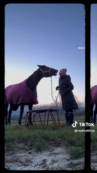 #fairypary #rhlclub #horsesontiktok @showanimals @RHL.Ua