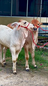 106K views · 3.1K reactions | Adorable Brahman calves #reelsviralシ #brahmancattle #farmlife #livestock #cutebaby #tending | Biggest Bulls Of Bangladesh | Facebook