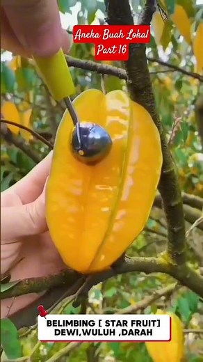 Belimbing ,buah sejuta manfaat dan menyegarkan #belimbing #belimbingmadu #starfruits