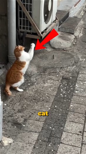 This Orange Cat Tries To Catch Every Snowflake 😍