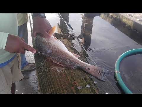 The BEST method to clean a redfish!