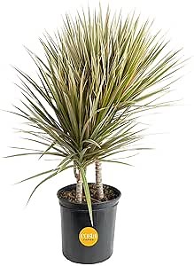Costa Farms Dracaena Marginata Magenta Madagascar Dragon Tree Live Indoor Plant, 3 to 4-Feet Tall, Potted in Grower's Pot