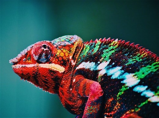 7 Airlines That Allow Lizards on Planes [2023 Pet Policy] - Pets That Travel