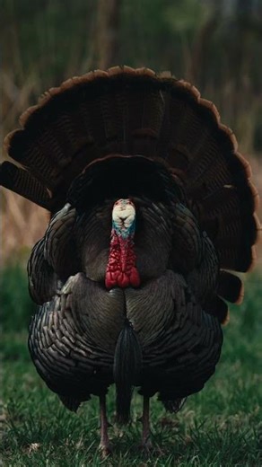 THE STARE DOWN #BEEREAL #SHORTS #TURKEY #HUNTING