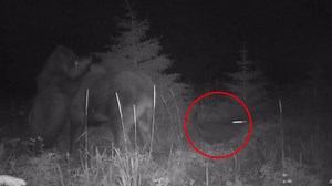 Brown bear and wolf attack moose and calf, caught on Alaska trail camera