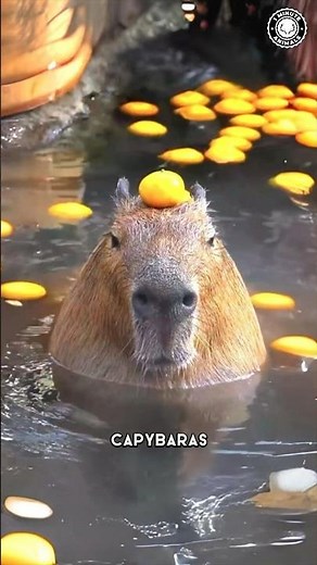 Capybara 🦫 The Friendliest Animal on Earth!