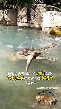 Gharial 🐊 - The Long-Snouted Crocodile of India #RiverPredator #WildReptiles #naturefacts