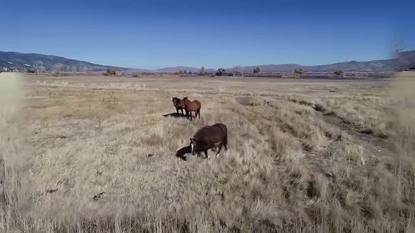 Wild horses roaming Washoe Lake, just south of Reno, NV last week, with pretty views here in this video by Bob 'Bobsled' Buehler. Wait until about a minute in and you'll see this beautiful herd gathered together and galloping along the shores of the lake. Thanks for the video Bob! Adventures With Jeff Martinez | Adventures With Jeff Martinez