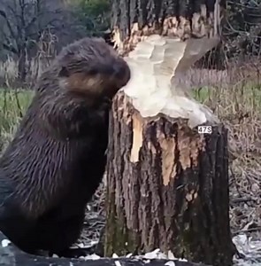 9.8K views · 388 reactions | Beavers pause while chewing trees and listen to determine which way it will fall. This behavior is a survival mechanism to avoid being harmed by the tree they are gnawing on. | History Hideout | Facebook