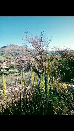 Exploring Serene Outdoor Landscapes with Vibrant Flora