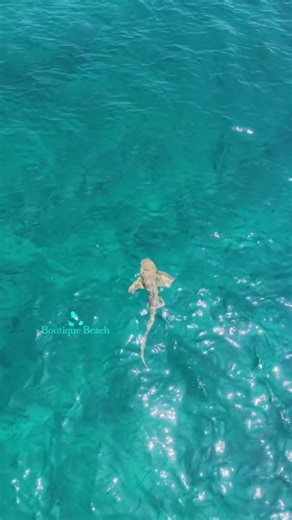 DIVE NOW - Work Later #islandlifesimpleluxury #dhigurarh #travel #Maldives #dive #sharks #Whaleshark