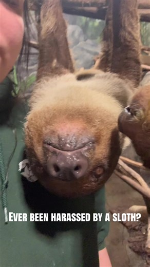 Sloths at the Zoo: Snack Time Shenanigans