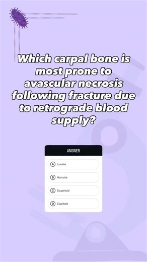 med's go on Instagram: "The scaphoid is most prone to avascular necrosis after fracture due to its retrograde blood supply, which enters distally from branches of the radial artery and flows proximally. A fracture at the waist of the scaphoid can disrupt blood flow to the proximal fragment, leading to ischemia and necrosis; this is why scaphoid fractures may have delayed healing and why anatomical snuffbox tenderness is treated seriously on the USMLE. #usmle #nle #plab"