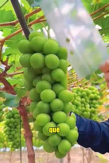 Why You Need to Give Grapes Fruit