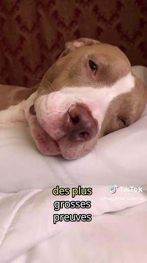 Signification du regard du chien : un nouveau regard