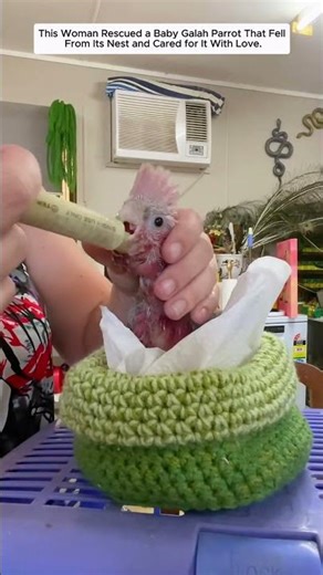 This Woman Rescued a Baby Galah Parrot That Fell From Its Nest and Cared for It With Love...