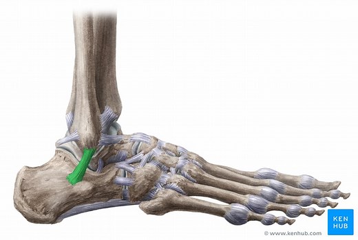Calcaneofibular ligament